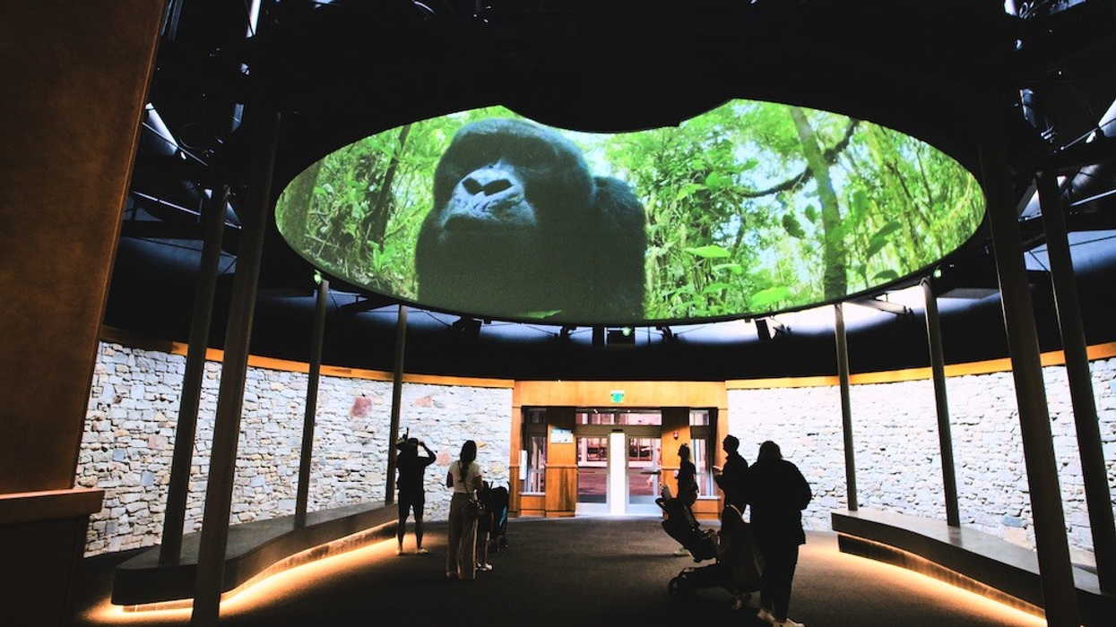 Elumenati Monkey Projection