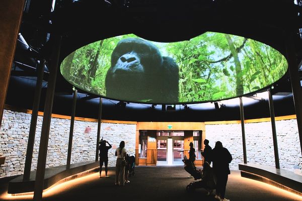 Elumenati Monkey Projection