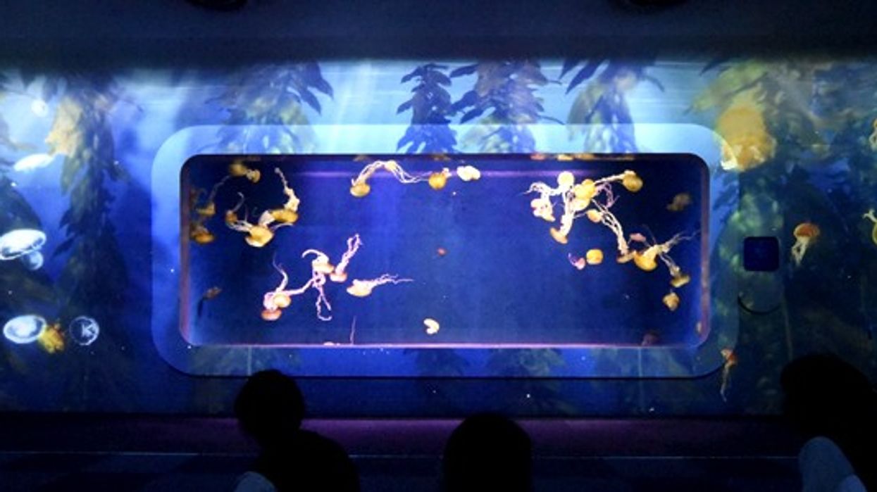 Enoshima Aquarium Japan