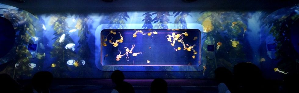 Enoshima Aquarium Japan