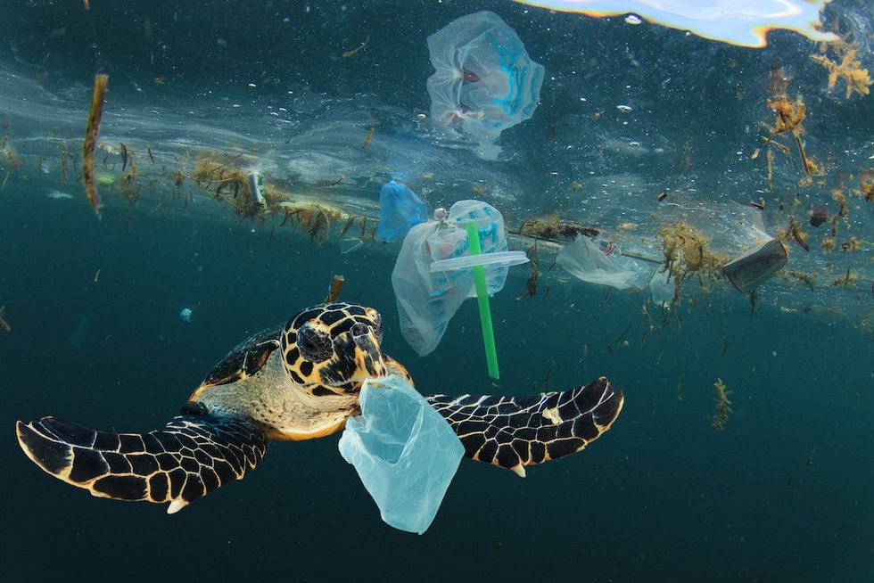 Environmental issue of plastic pollution problem. Sea Turtles can eat plastic bags mistaking them for jellyfish