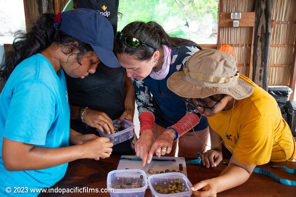 Erin training shark nannies how to gather and prepare snails to shark pups