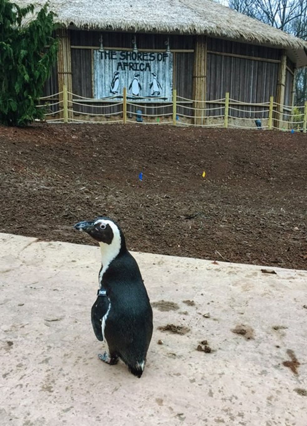 Essex-County-Turtle-Back-Zoo-Penguin-Exhibit1
