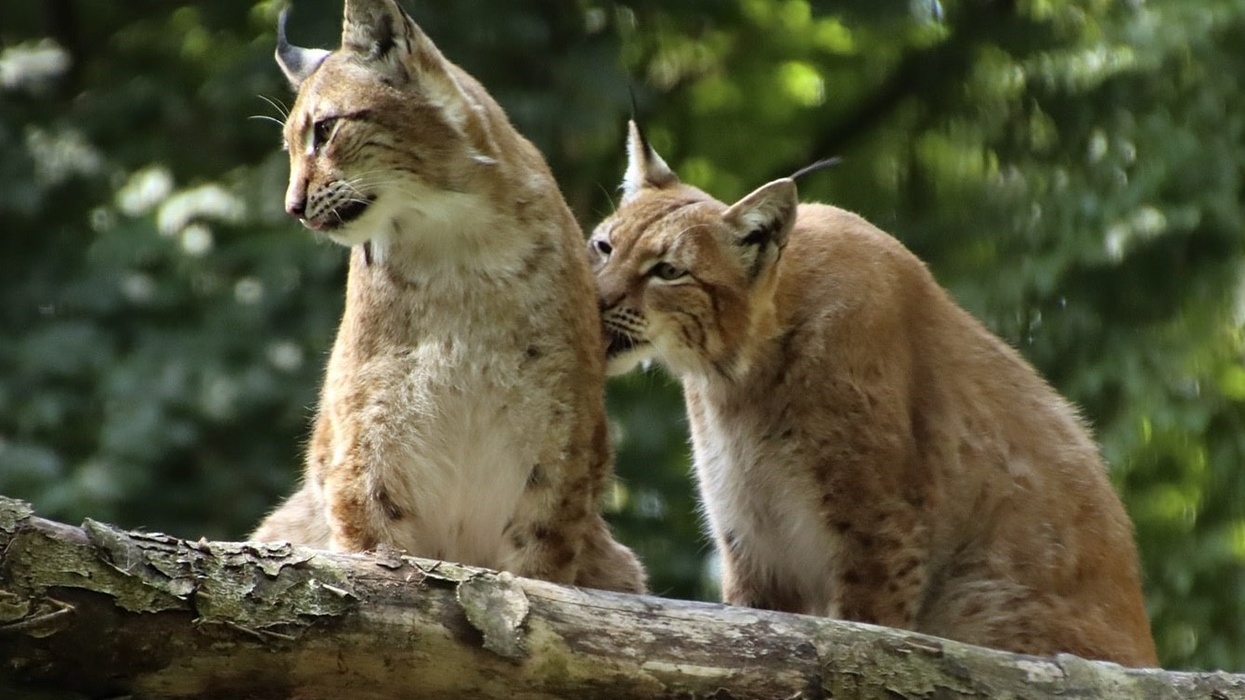 eurasian lynx aalborg zoo