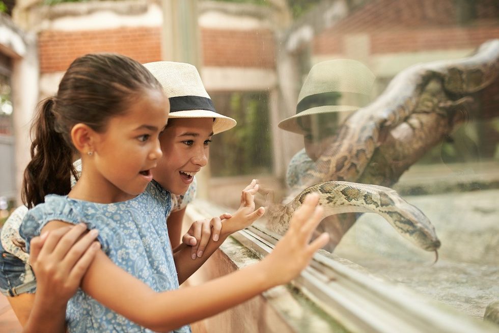Excited children looking at snake in terrarium