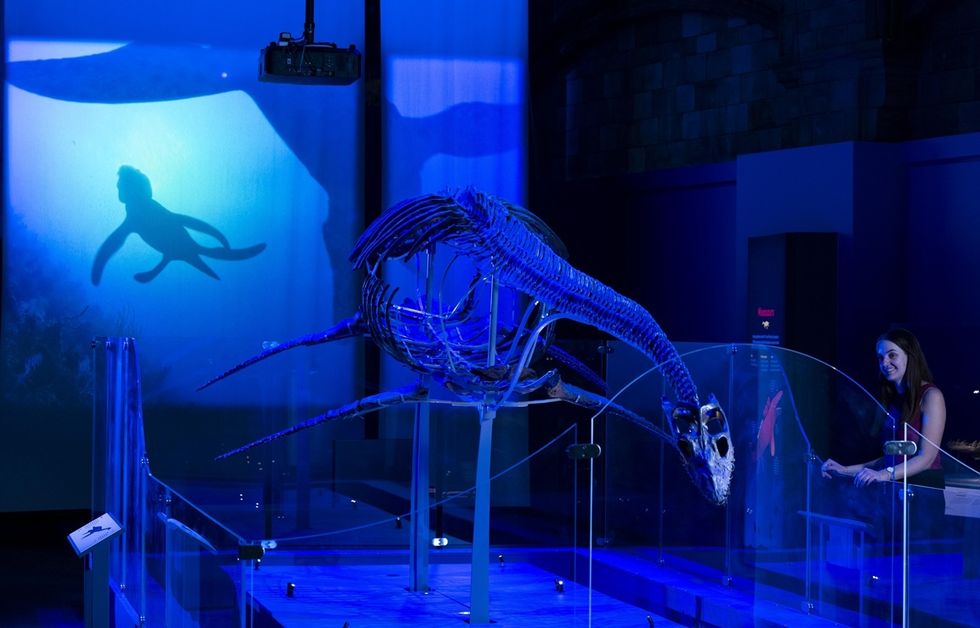 Exhibit of a plesiosaur skeleton with a shadow projection, woman observing nearby, in Jurassic Oceans Monsters of the Deep at the Natural History Museum London
