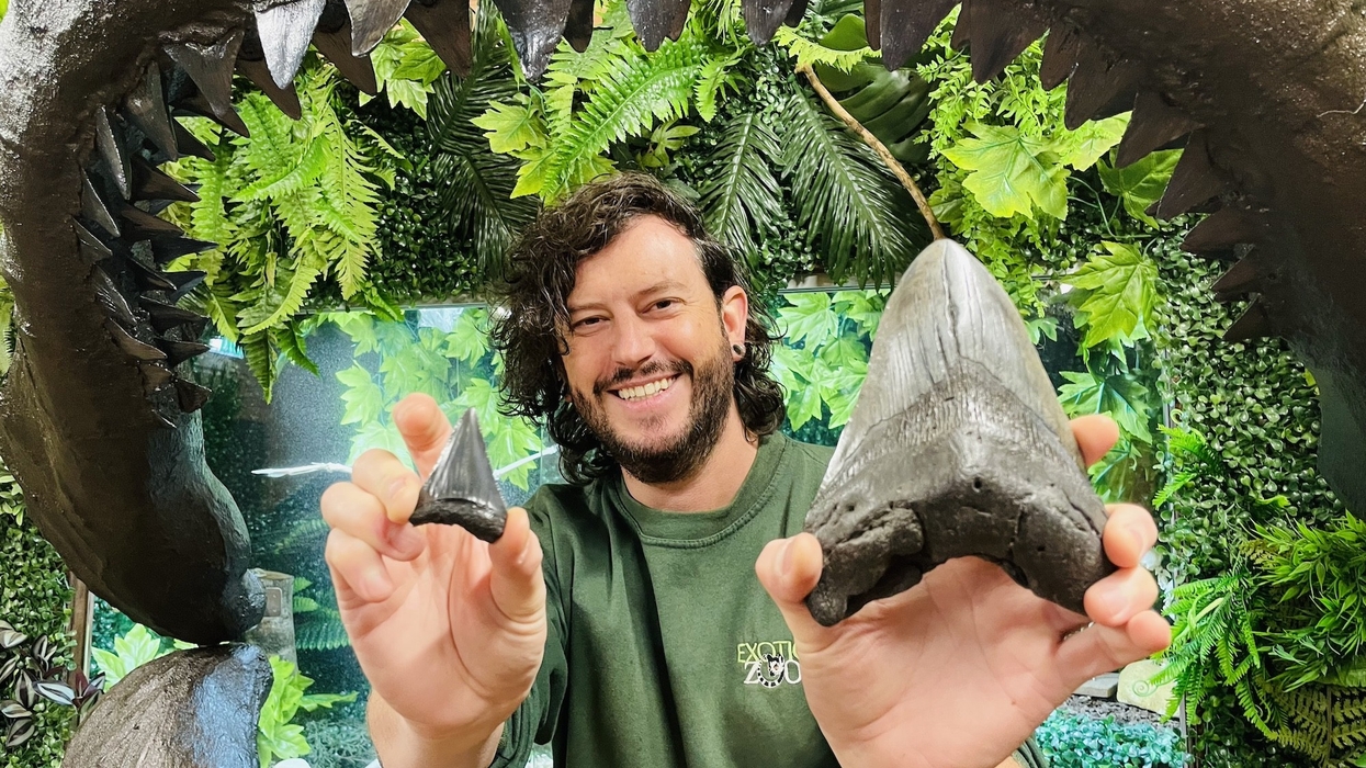 exotic zoo megalodon tooth