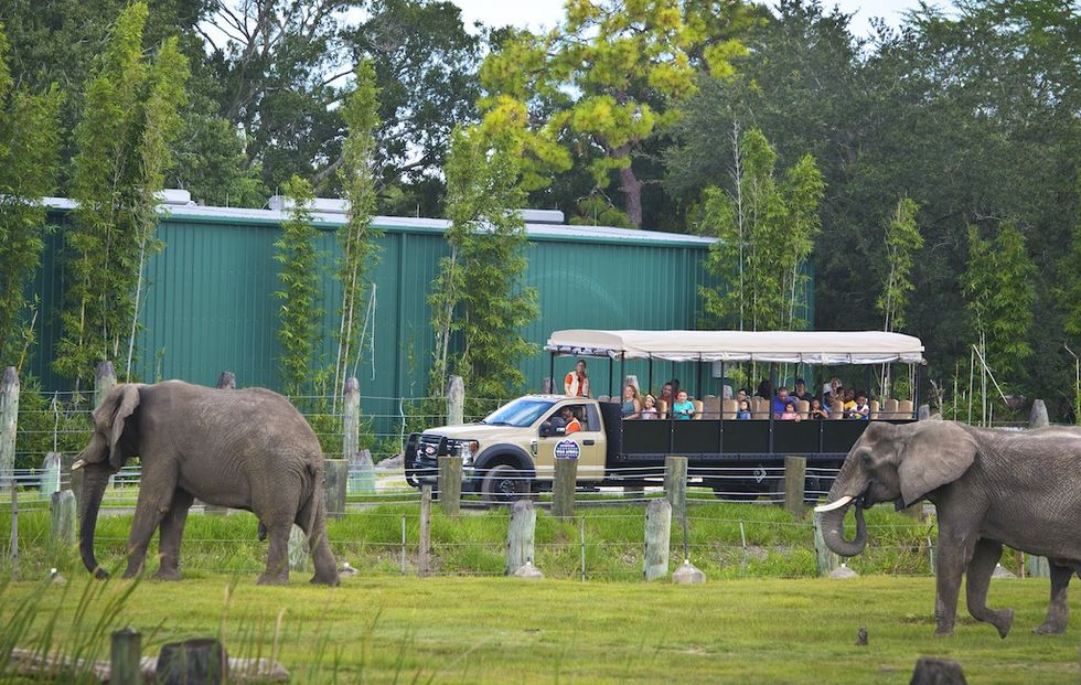 Expedition Wild Africa-Zoo Tampa