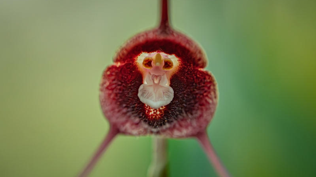 Extreme close-up of a deep red orchid with a pale, face-like center against a green background.