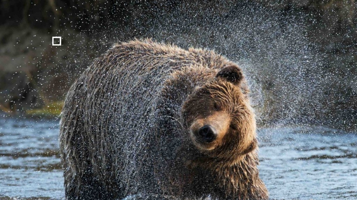 eye test brown bear