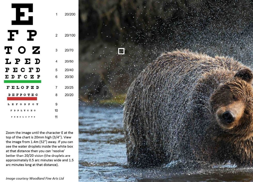 Eye Test Grizzly