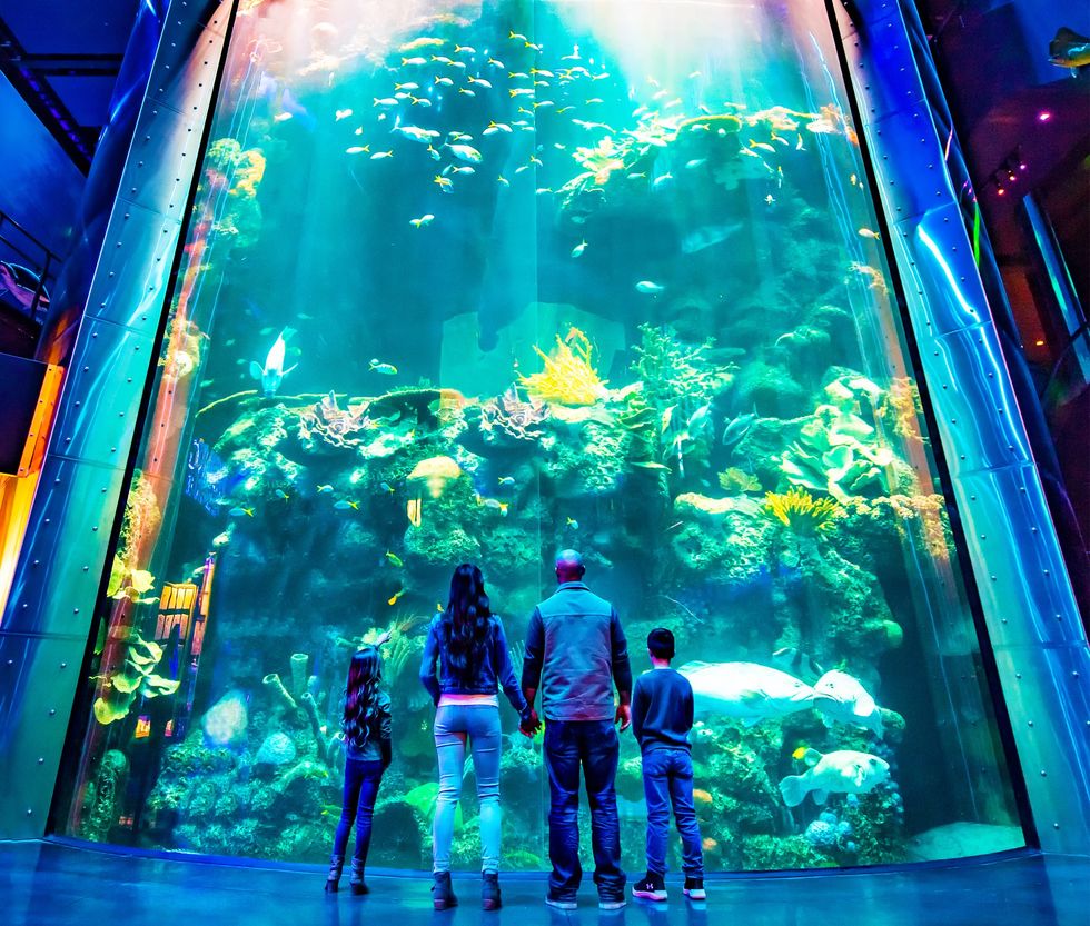 Family admiring a large, colorful aquarium at an indoor exhibit.