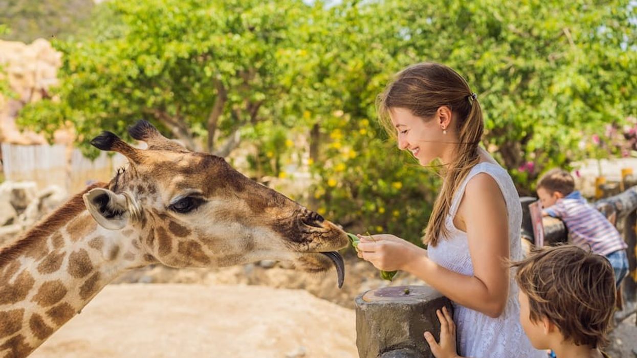 family-feed-giraffe-at-zoo