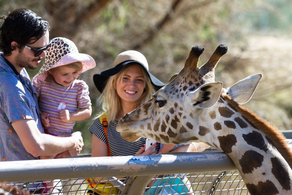 Family feeding Giraffe