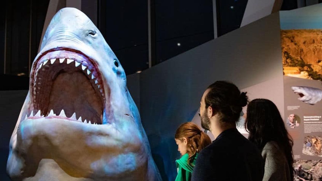 Family looking at megalodon WA Boola Bardip