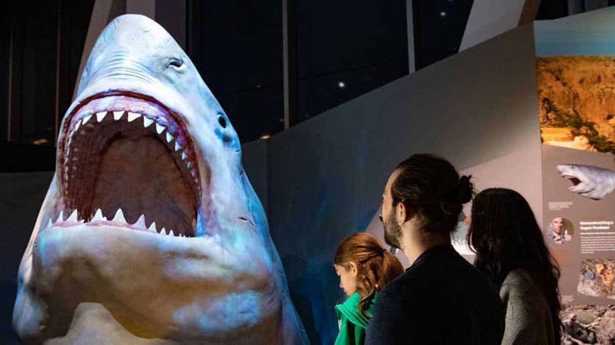 Family looking at megalodon WA Boola Bardip