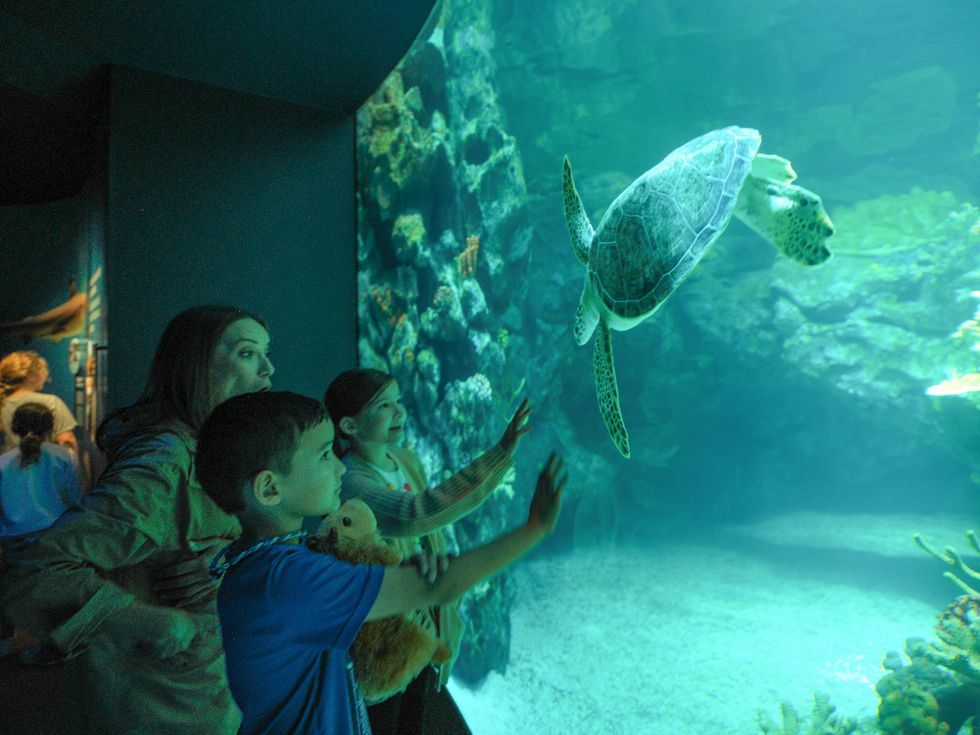 Family observing a sea turtle in an aquarium tank with excitement.