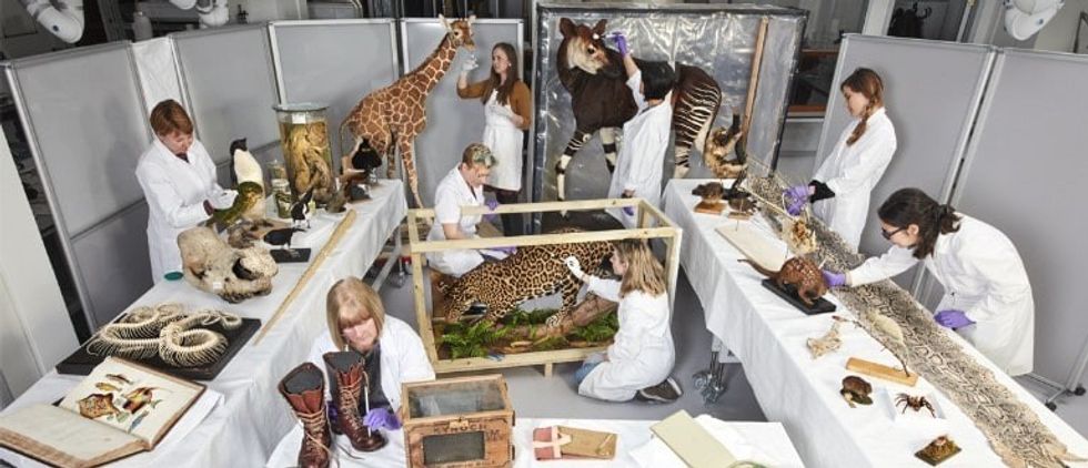 Fantastic Beasts Natural History Museum