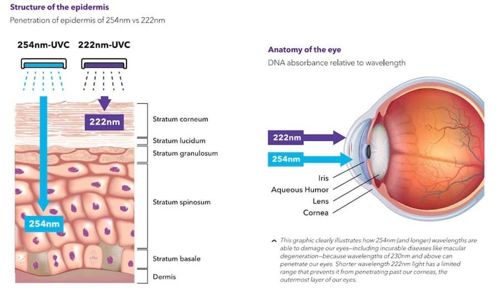 Far-UVC penetration - skin and eyes