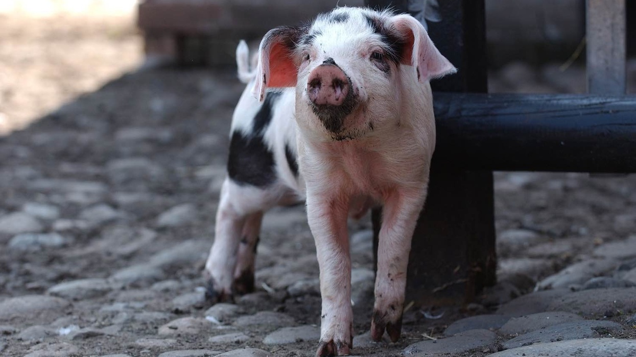 farm baby pig tatton park