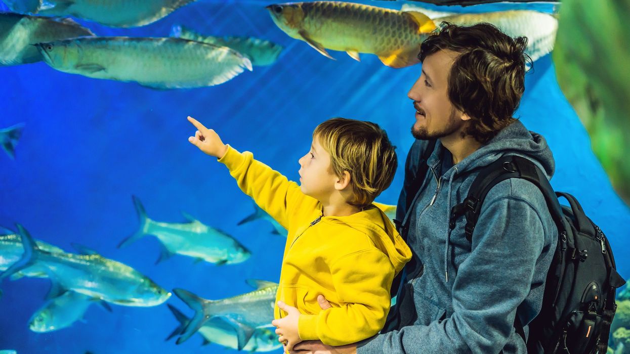 Father and son look at the fish in the aquarium in oceanarium.