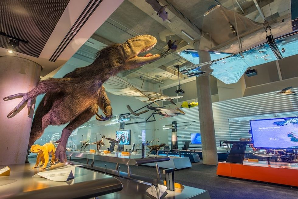 Feathers to the Stars Frost Science