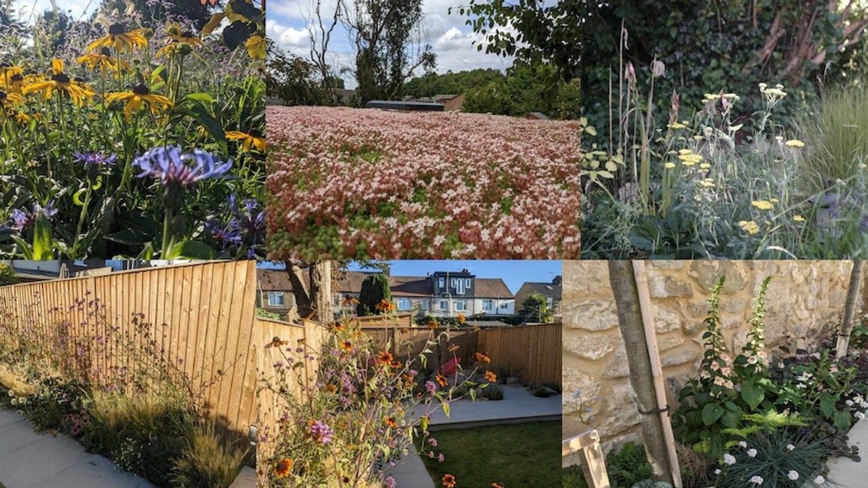 Fenton Gardens show garden