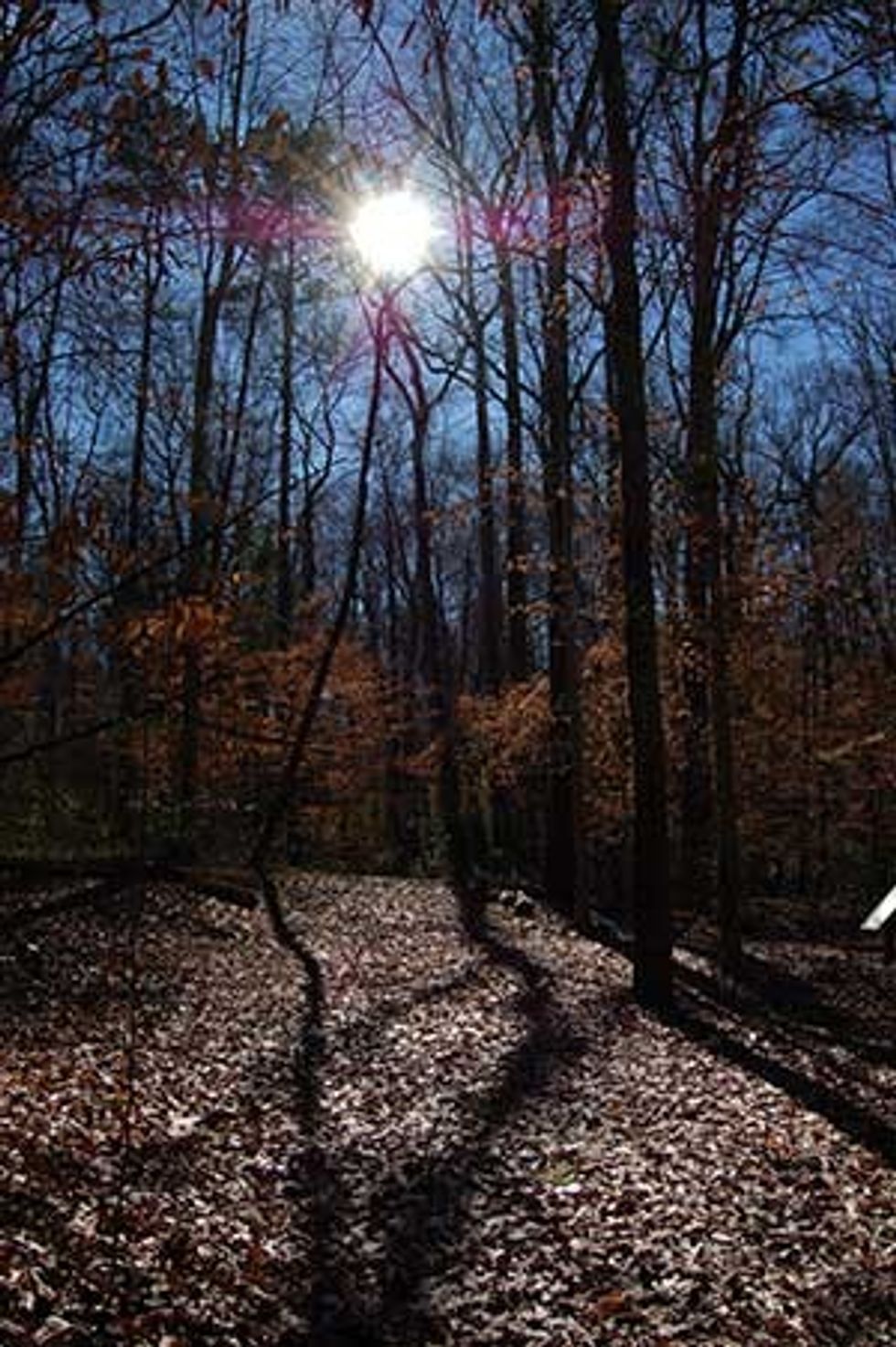 Fernbank Museum of Natural History fernbank forest