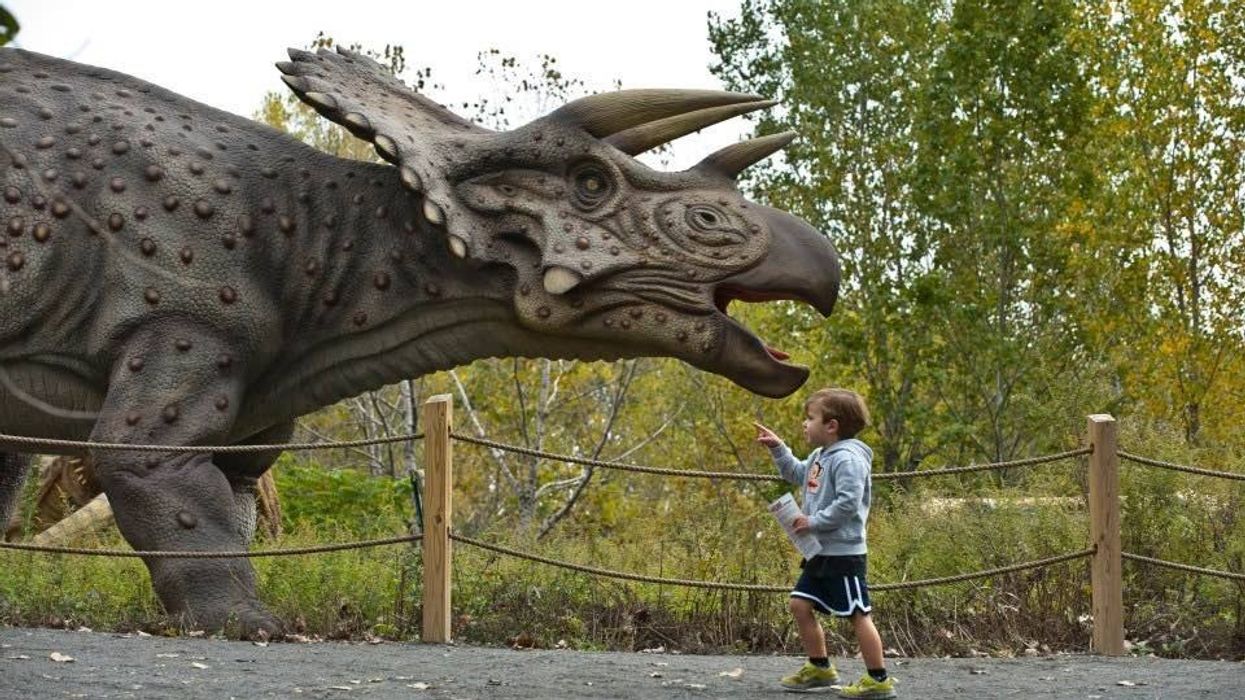 Field Station: Dinosaurs triceratops