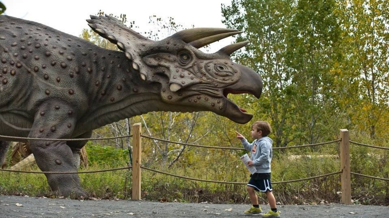 Field Station: Dinosaurs triceratops