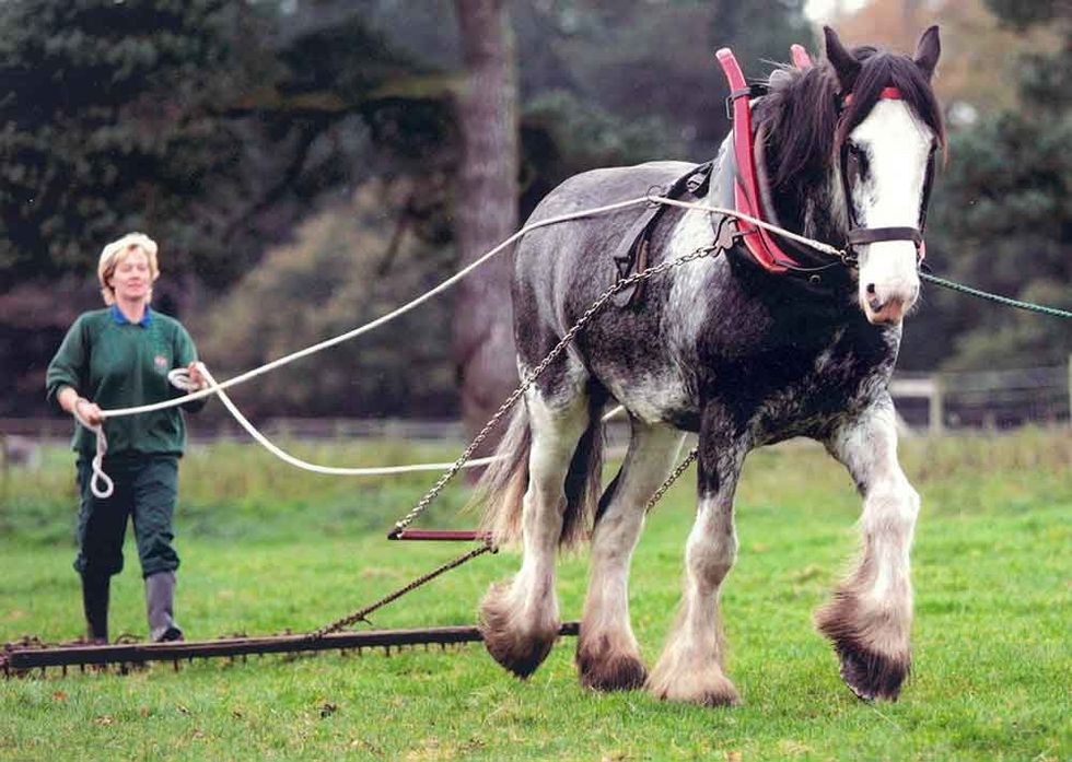 field to fork tatton park cart horse