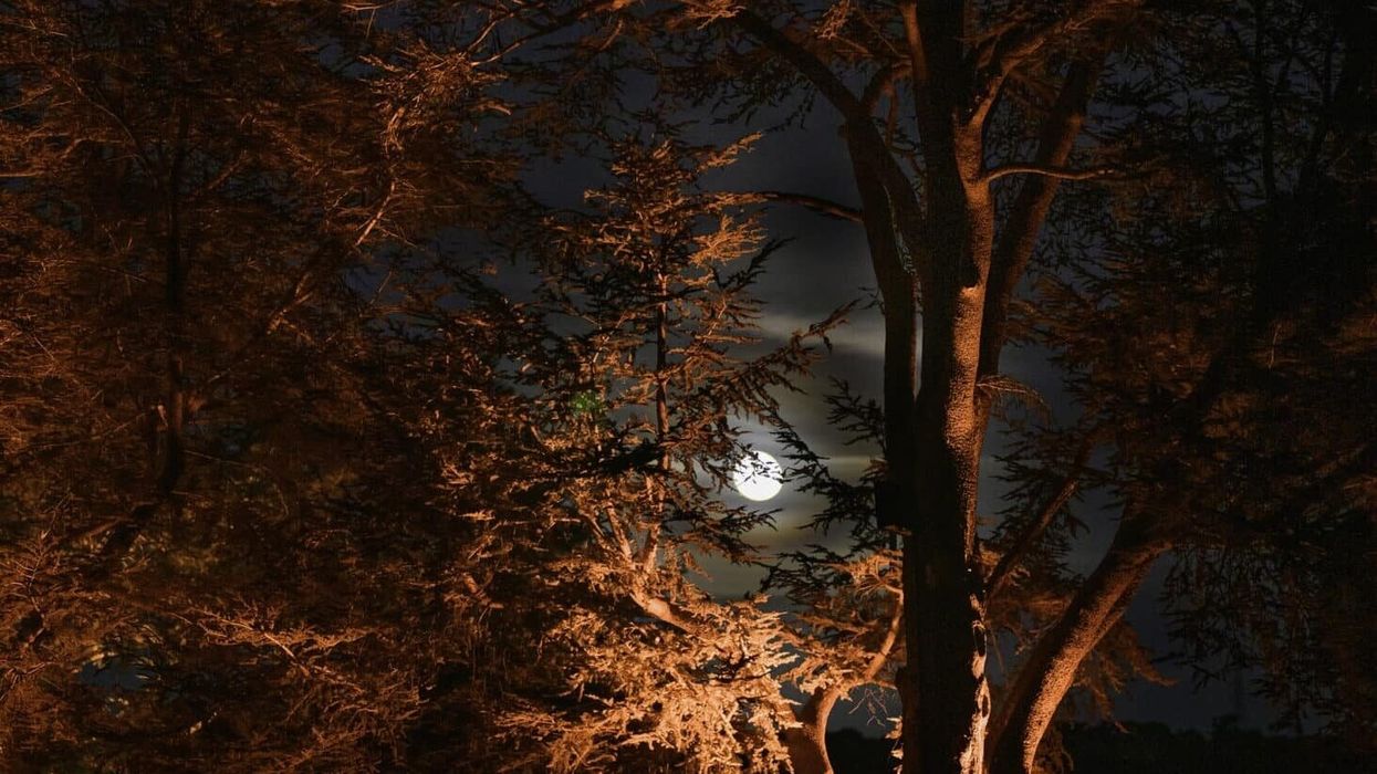 filoli nightfall event