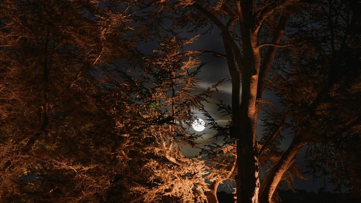 filoli nightfall event
