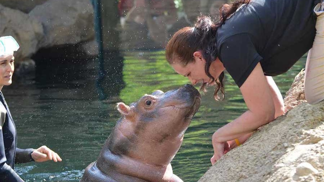 Fiona the hippo cincinnati zoo