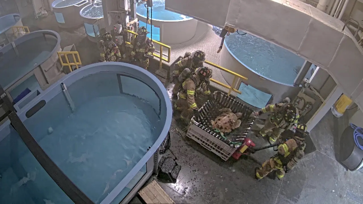 Firefighters rescue a large turtle from a flooded tank room at the Virginia Aquarium