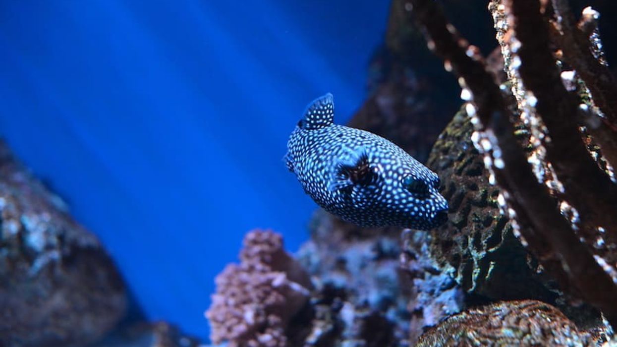 fish and coral in aquarium