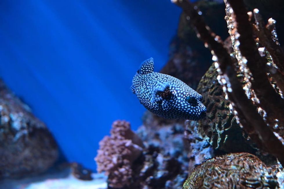 fish and coral in aquarium