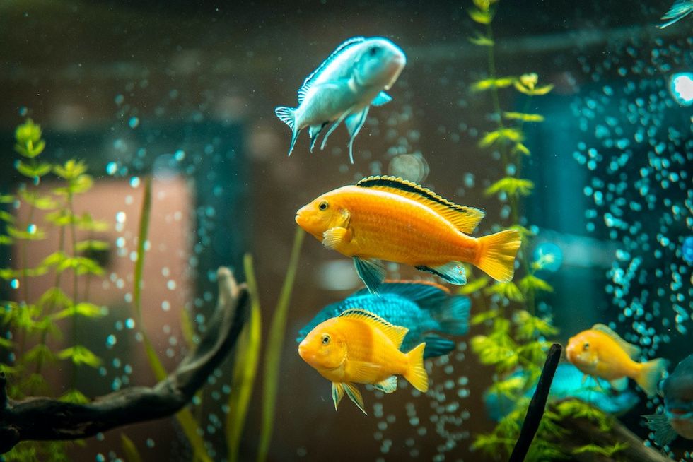 Fish-in-aquarium-tan