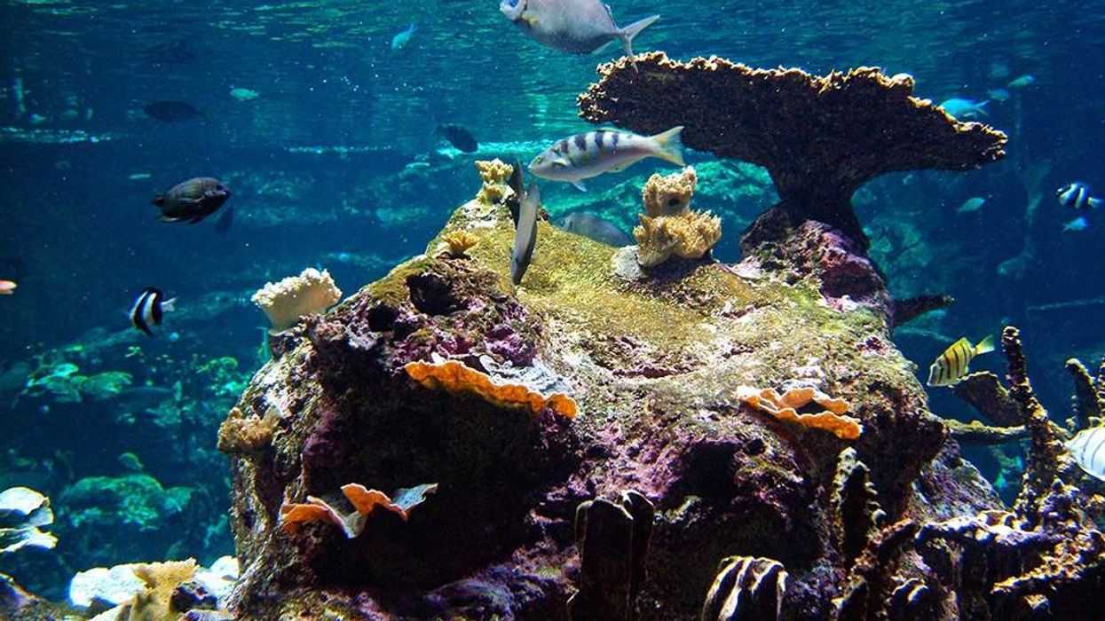 fish swimming in coral reef clear reef marine conservation