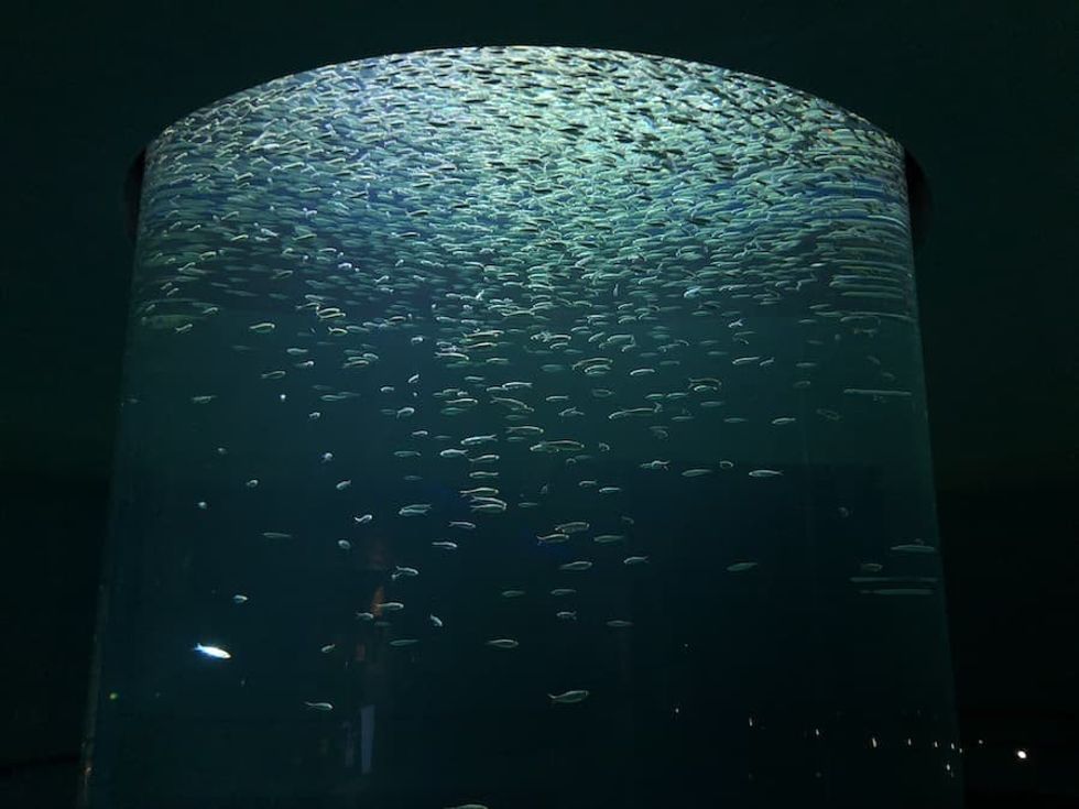 Fish swirl Mississippi Aquarium