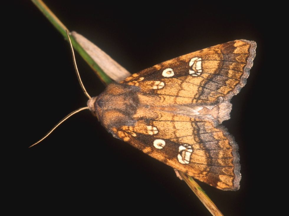 Fisher’s Estuarine Moth