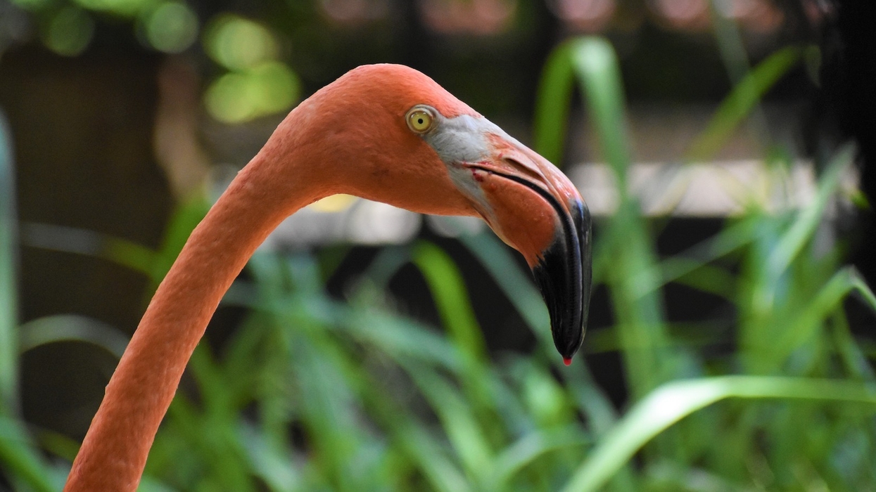 Flamingo at Zoo Barranquilla