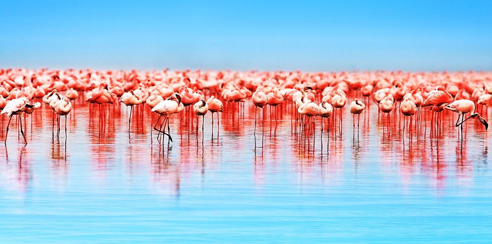 flamingo pgav destinations nature