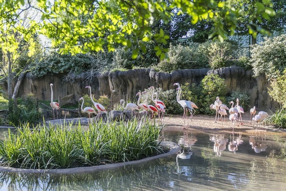 Flamingos Fort Worth Zoo