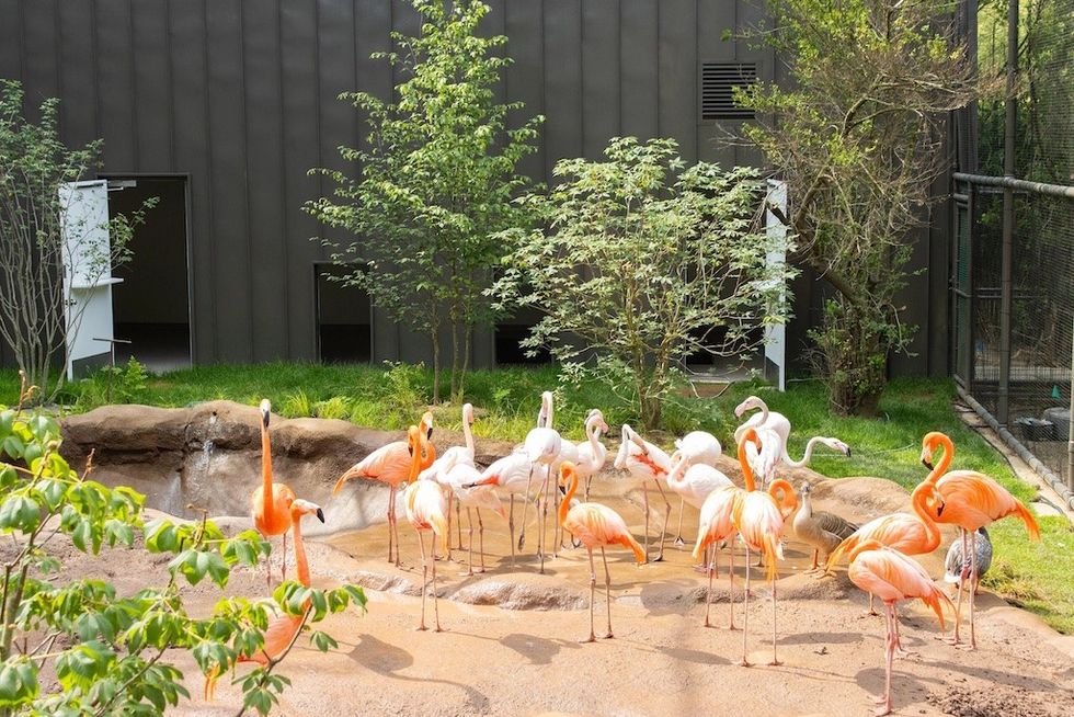 Flamingos gather in a sunny, enclosed outdoor habitat with green plants and a pond.