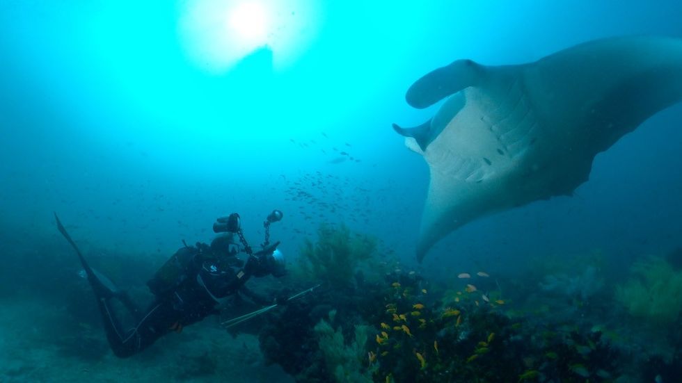 Flight of the manta immotion