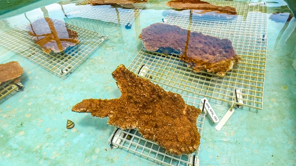 florida aquarium coral project