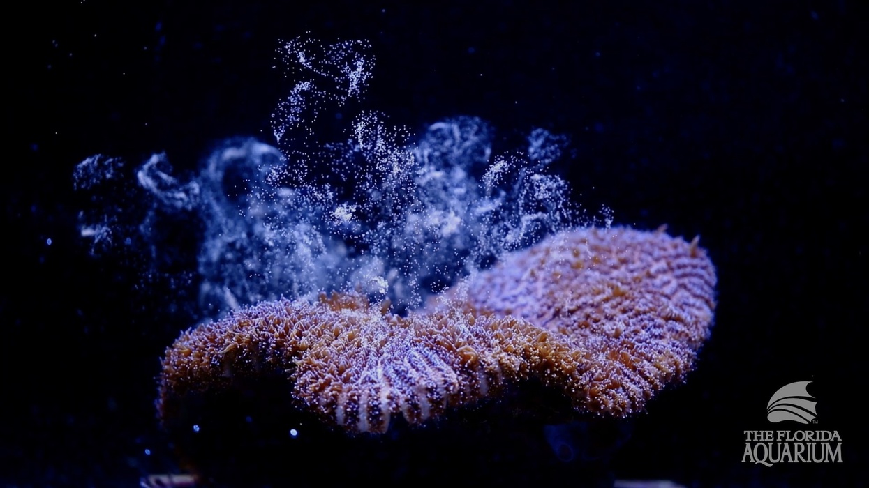 florida aquarium coral