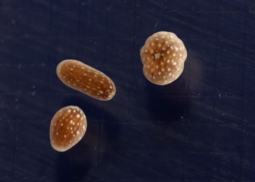 florida aquarium ridged cactus coral spawning