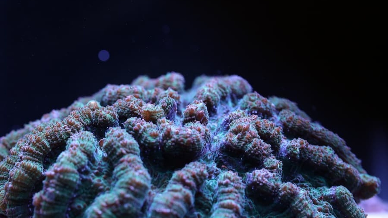 Florida Aquarium ridged coral